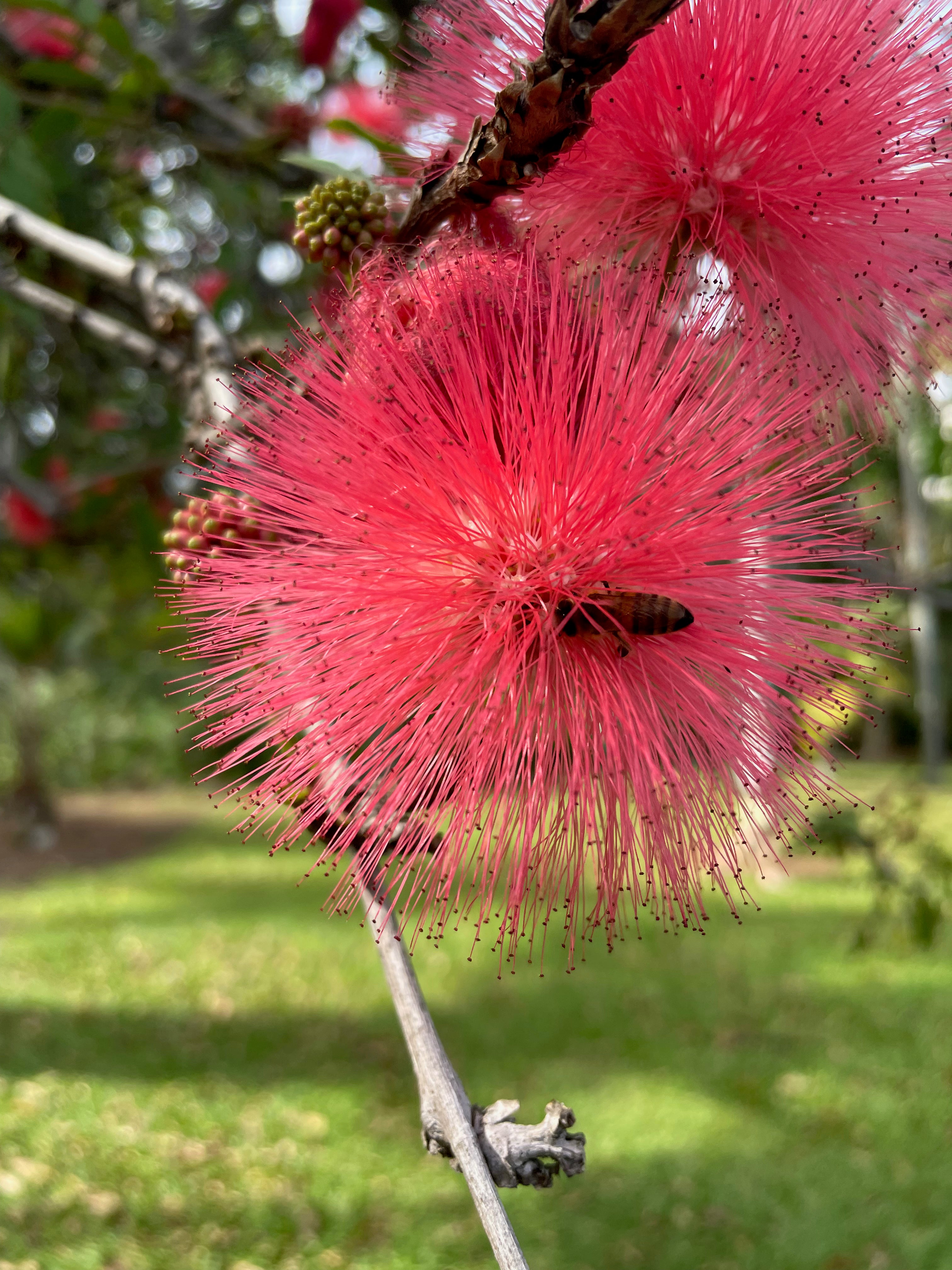 A worker bee collecting nectar from a native ‘Ōhi‘a lehua tree